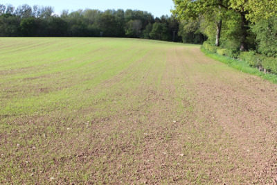 Get rid of weeds for new-sown leys to reach their potential